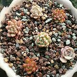 YUNSTK Mix Horticultural Lava Rock 2lb for Succulents Bonsai Drainage Garden view 7