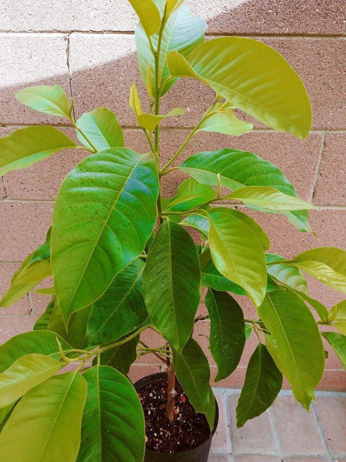 Michelia Alba/Magnolia Champaca Live Plant (White Flowers) Buy Online