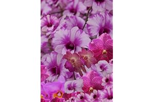 Photobook Flower Pink Orchid: 200 Picture Orchids Photographs