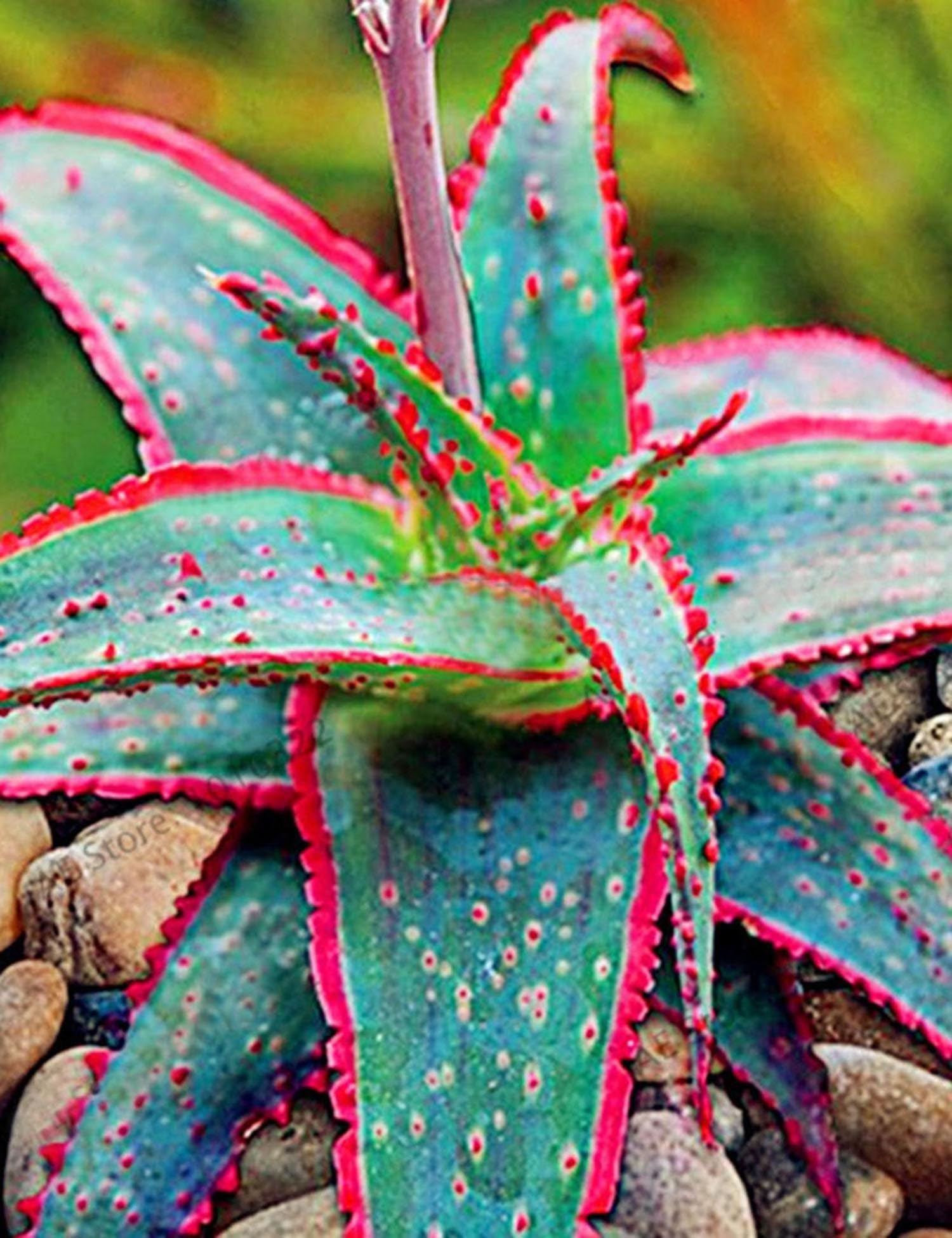 ADOLENB Seeds 50 pcs Muticolor Aloe Vera (Aloe barbadensis) Seeds, First Aid Plant Bonsai Seed, Indoor Plants Succulent for Balcony, Garden, Home