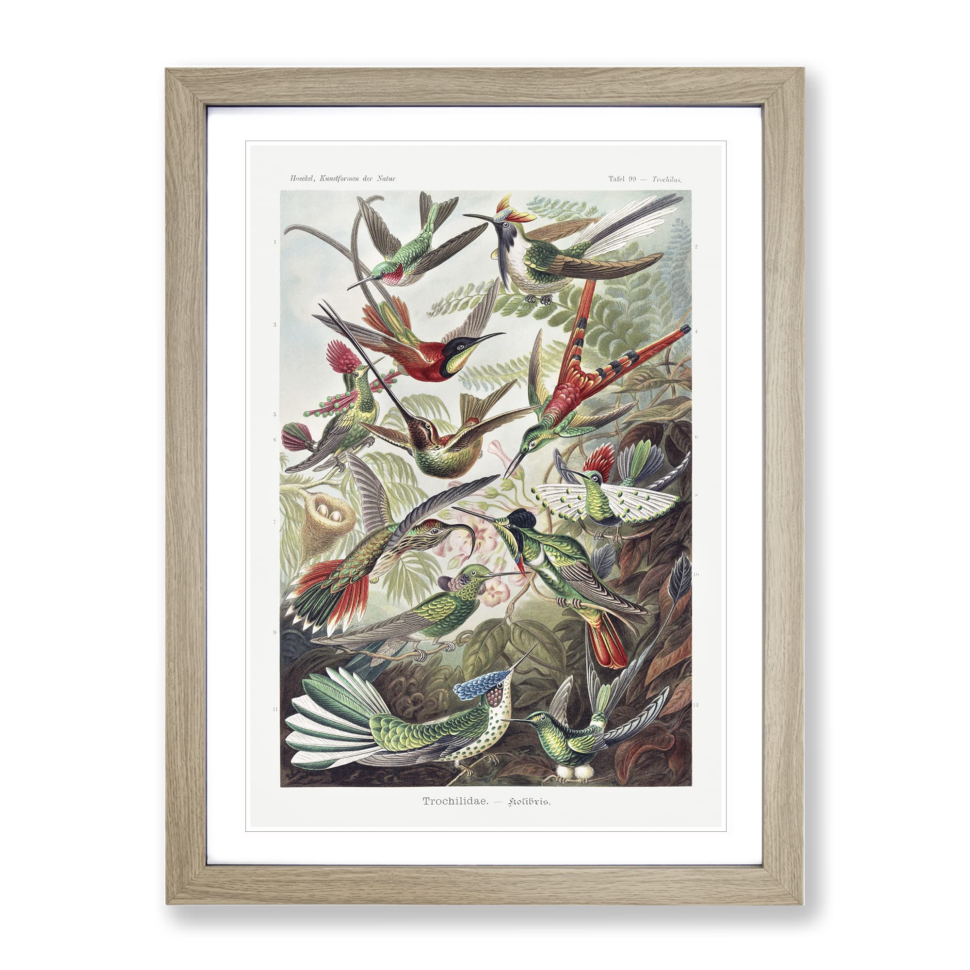 Study Of Kingfisher Birds By Ernst Haeckel Vintage Framed Wall Art Print, Ready to Hang Picture for Living Room Bedroom Home Office Décor, Oak A4 (34 x 25 cm)