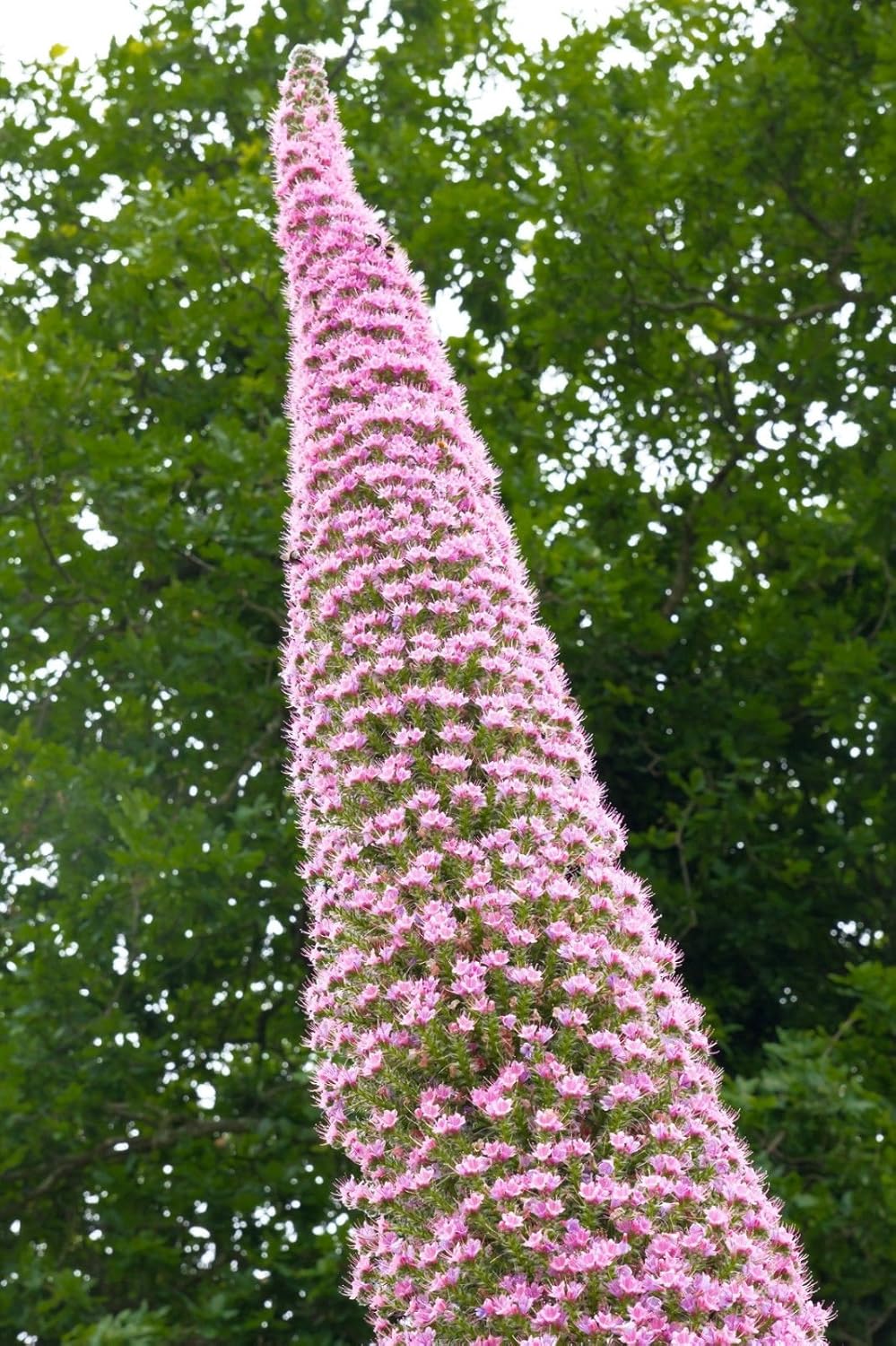 Echium pininana 'Pink Fountain' Amazon.co.uk Garden & Outdoors