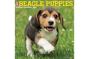 Willow Creek Press Beagle Puppies Monthly 2024 Wall Calendar (12" x 12")