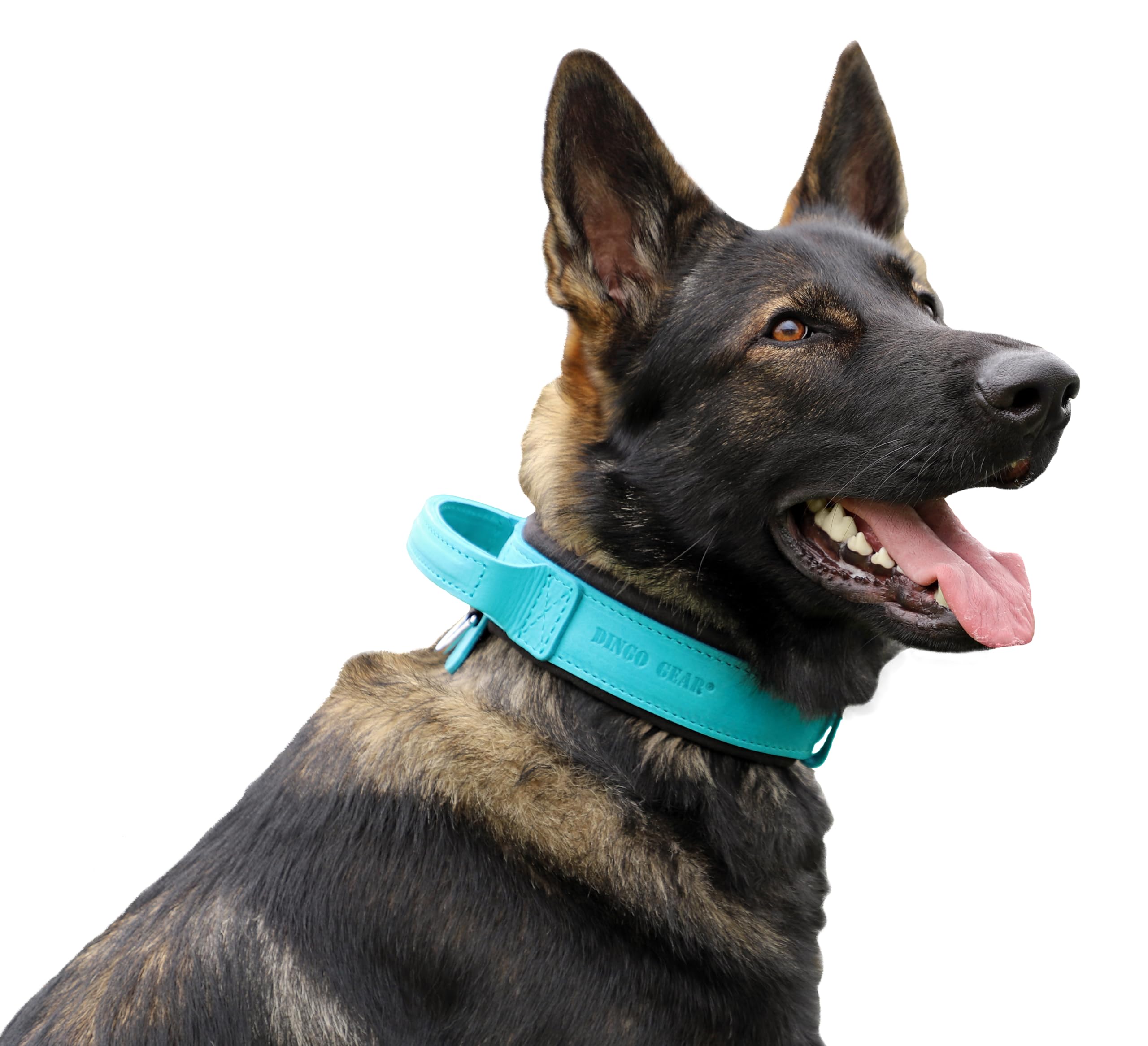 DINGO GEAR Drago Leather Dog Collar, Amortized with Strong Wide Handle, Handmade, Neck Girth 40-48 cm, for Training and Walks, Pull Protection, Soft Padding, Blue (S03913)