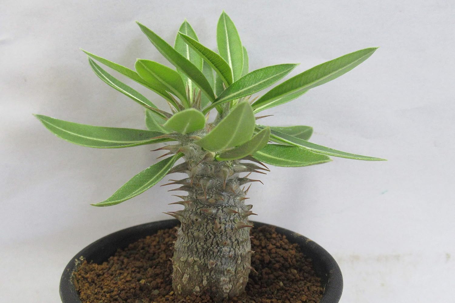 Amazon 多肉植物 パキポディウム 伊藤ハイブリッド ２ ５号鉢 観葉植物 オンライン通販