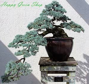 Cedro del Atlas - 12 semillas - Cedrus atlantica Bonsai Azul Cedro del