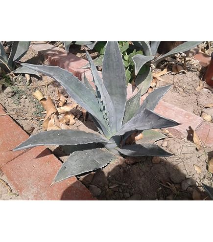 Amazon.com : Blue Agave Plant - Small (Live Bare Root Cactus Plant