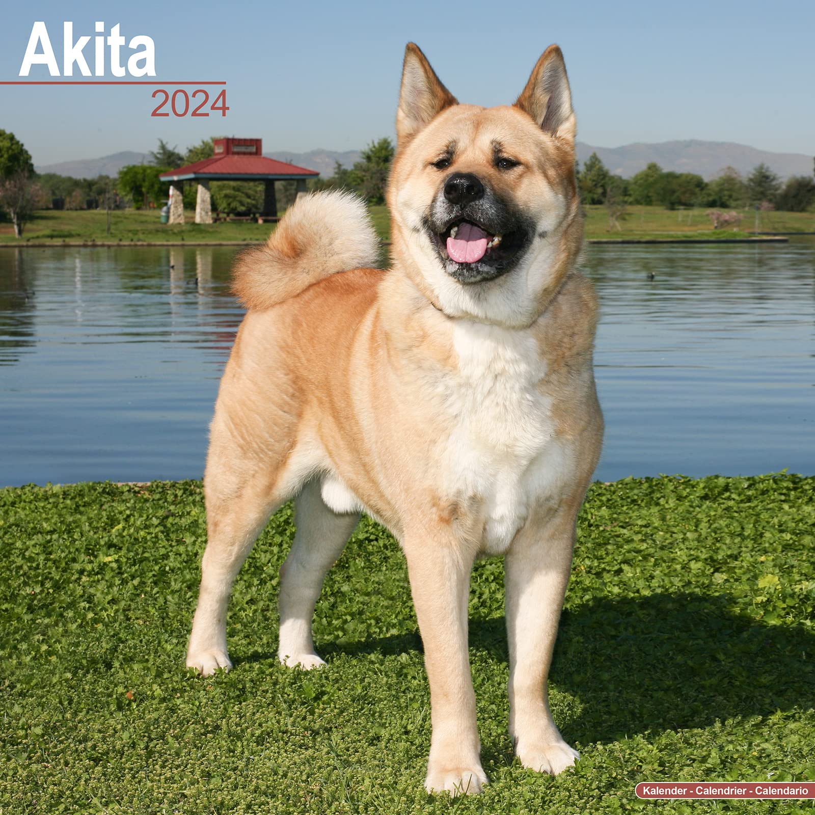 Akita Calendar 2024 | Square Dog Breed Wall Calendar - 16 Month
