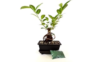 9GreenBox - Live Ginseng Ficus Bonsai Tree Bonsai - Live Plant Ornament Decor for Home, Kitchen, Office, Table, Desk - Attracts Zen, Luck, Good Fortune - Non-GMO, Grown in The USA