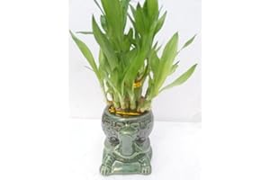 JM BAMBOO jmbamboo-Two Tiered Lucky Bamboo Arrangement Turtle Family Favor-from jmbamboo