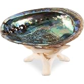 Wish Well Natural Abalone Shell 5-6 Inch Large with Wooden Stand | Natural Incense Holder and Sage Smudge Bowl for Cleansing, Smudging, Meditation, Palo Santo, Spiritual Decor and Gifts