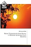 Maize Tolerance to Heat Stress in Relation to