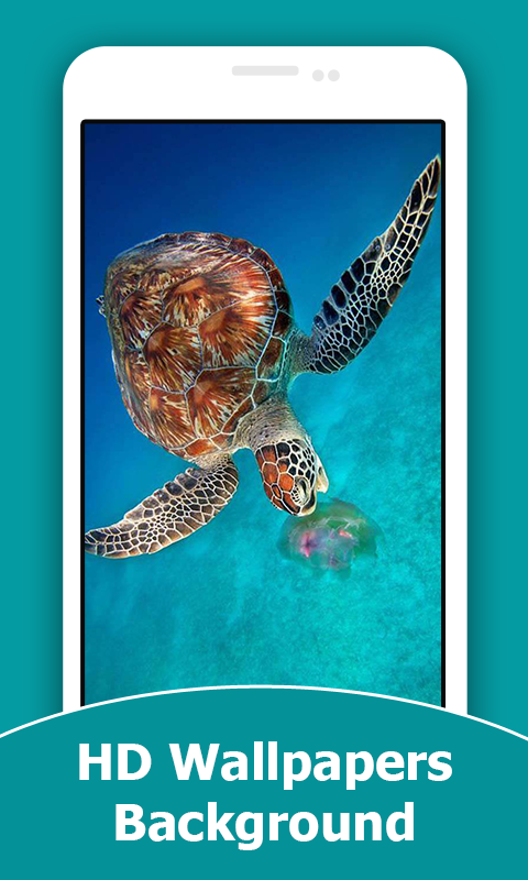 Turtle HD Wallpapers And Background