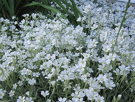 Amazon Co Jp 発芽seeds 100雪で夏の花の種子ロックガーデン 自己種まき ホーム キッチン Amazon Co Jp 発芽seeds 100雪で夏の花の種子ロックガーデン 自己種まき ホーム キッチン