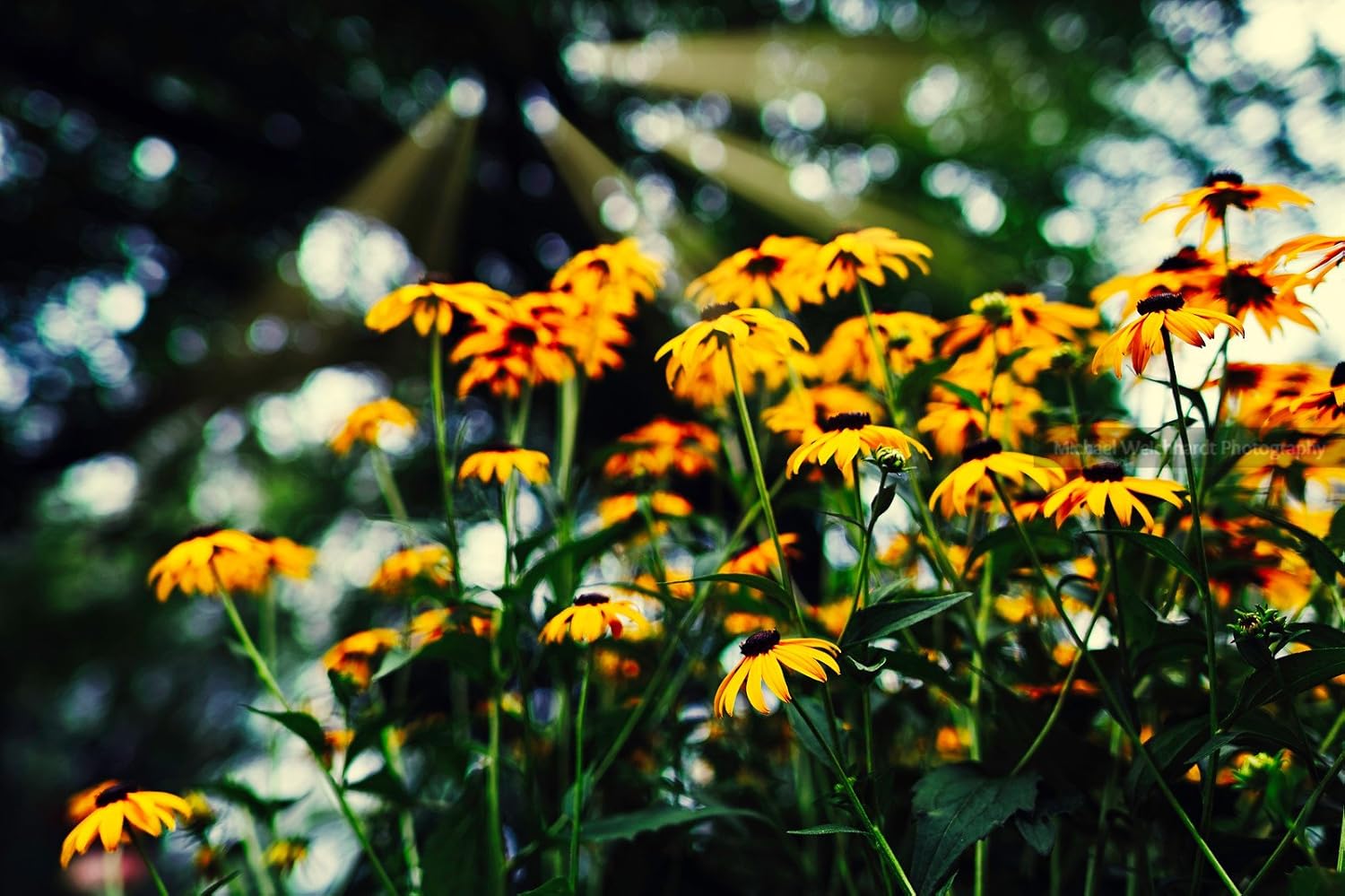 Amazon Com Flowers Wallpaper Photo Print Sun Rays Professional