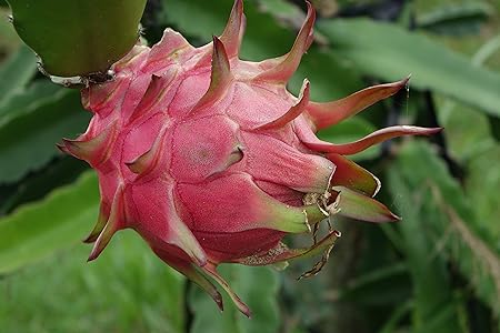 DRAGON FRUIT SEEDS / 25 SEEDS