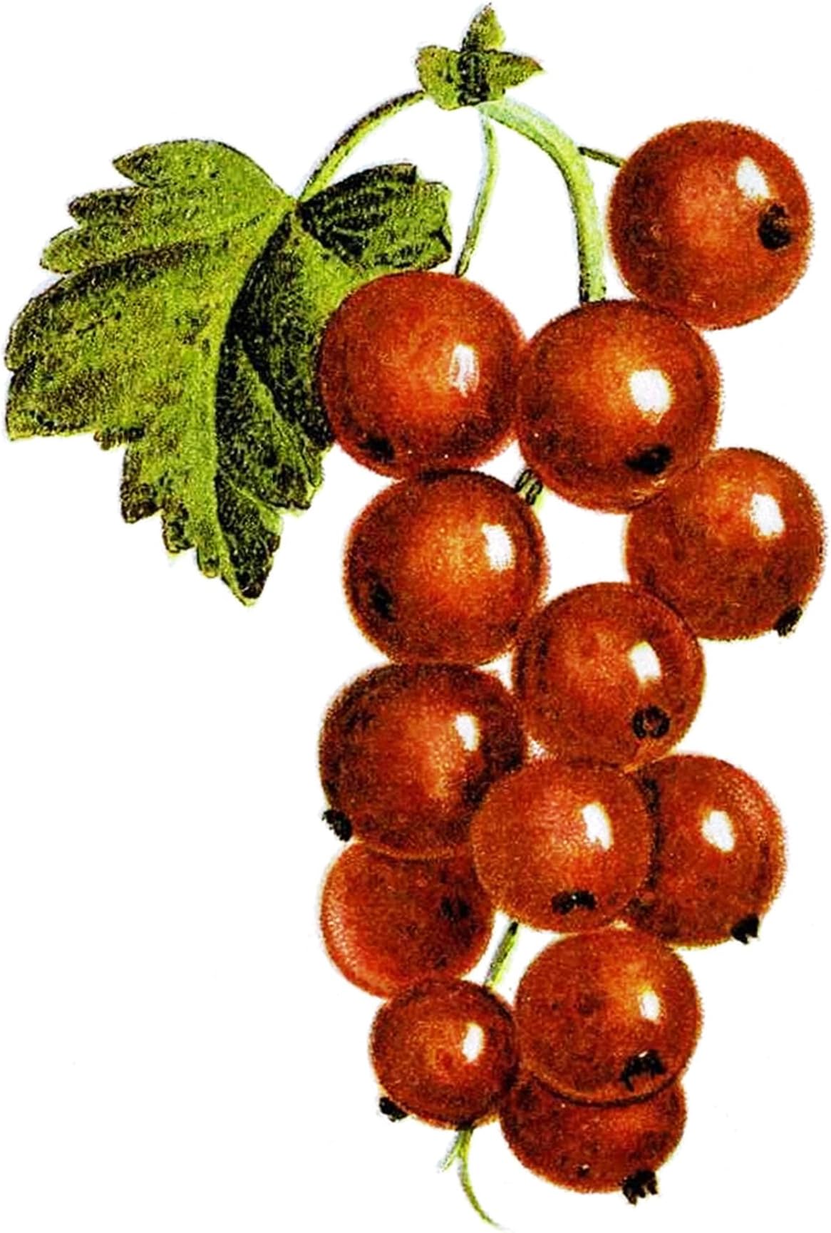 Waterslide Decals (4pcs 2.5"x3.5"each) Red Berries FLONZ 0747 Vintage Fruit