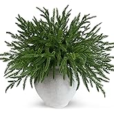 12 Pcs Real Touch Norfolk Pine Branches Christmas Decorations, 18 Inch Greenery Xmas Picks Artificial Plants Norfolk Pine Stems Home Decor for Vase DIY Garland Wreath Evergreen Winter Decor