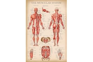 Palace Learning Vintage Muscular System Anatomical Chart - Human Muscle Anatomy Poster (LAMINATED, 18" x 24")