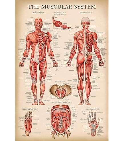 Medbysouhail - L'ensemble D'anatomie Des Oreilles Et Du Nez Comprend Les Structures Anatomiques