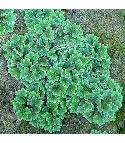 hing plant seeds Asafoetida resin-PURE-Rare Quality