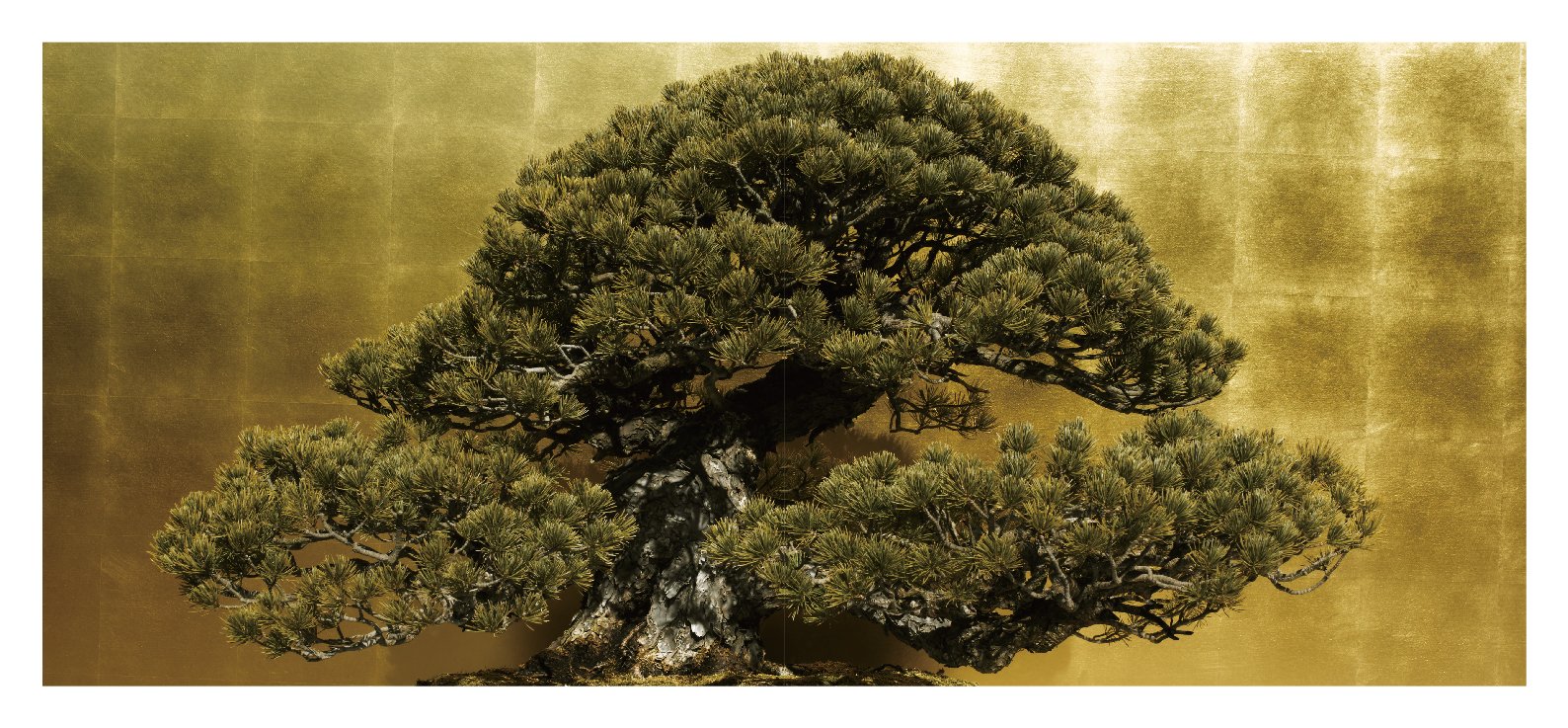 Form Scenery Seen Through Bonsai Ryo Owada The Omiya Bonsai Art Museum Jeremiah Magone Genki Iwasaki Amazon Com Books