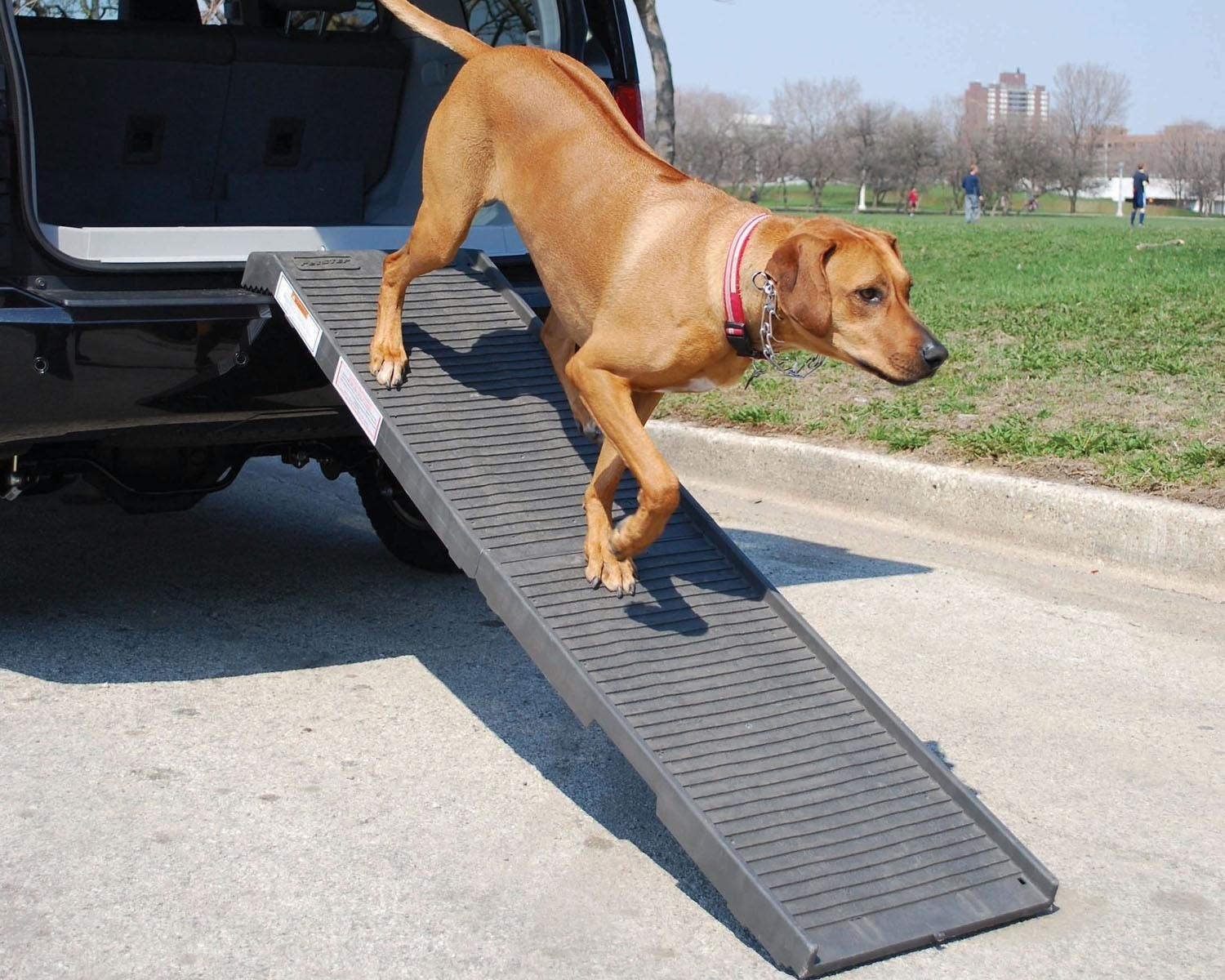 Folding Pet Ramp Paws Right Here