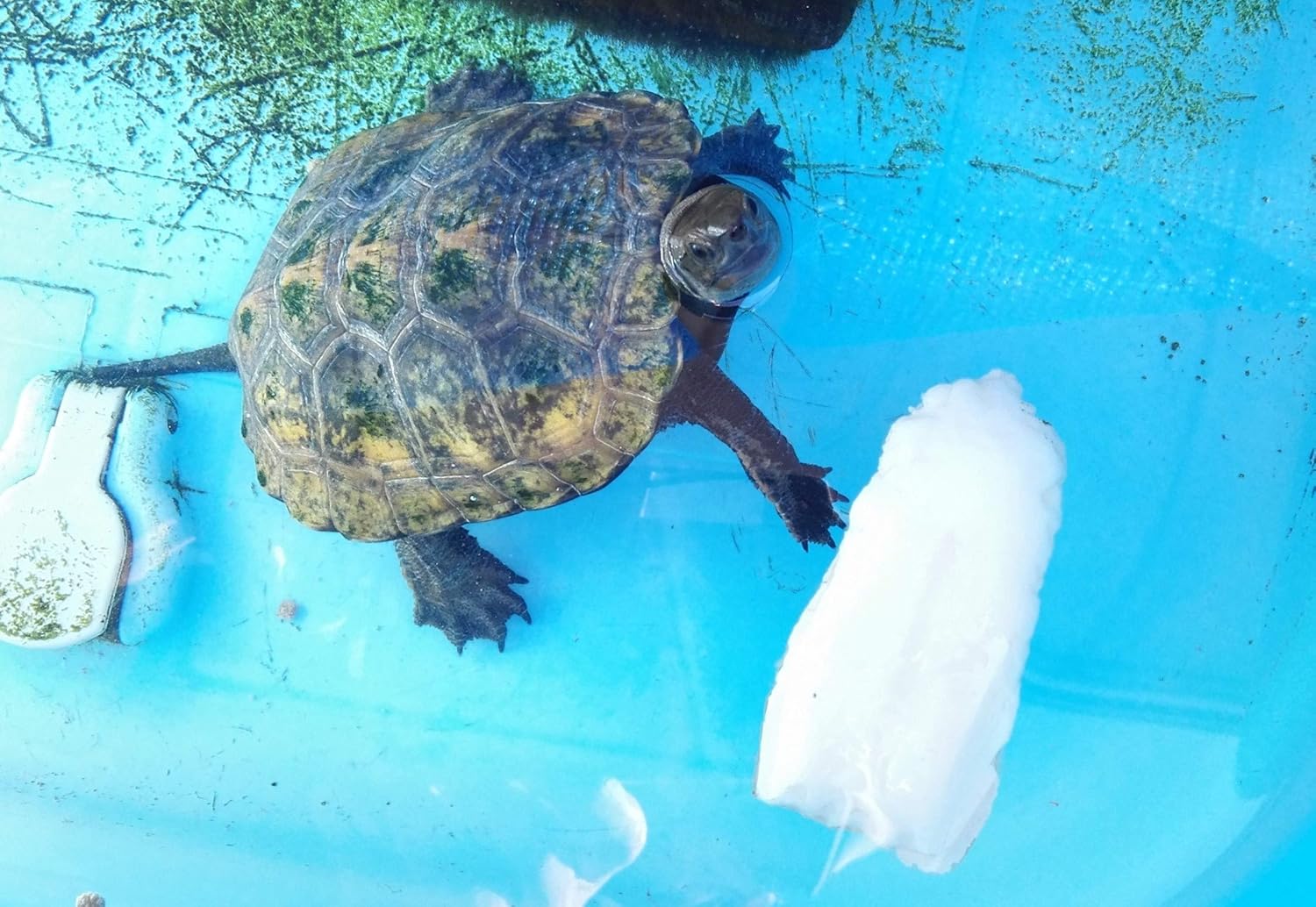 Amazon カメカルボン５個入2袋セット １袋２５ｇ計５０ｇ以上 カメのカルシウム補給 成長維持 天然コウイカ甲羅加工 ｍｔａｐ フード 通販