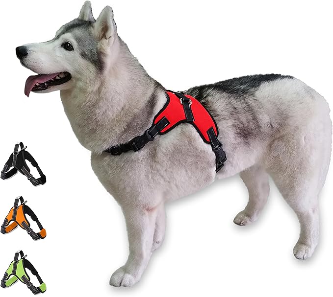 chicken and dog seizures