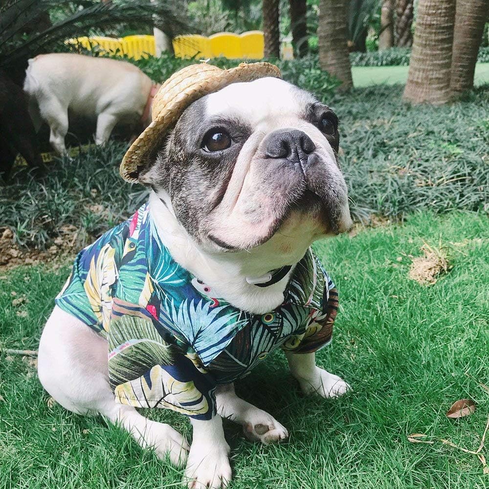 French Bulldog Clothes Top 15 French Bulldog Clothes You Can Buy