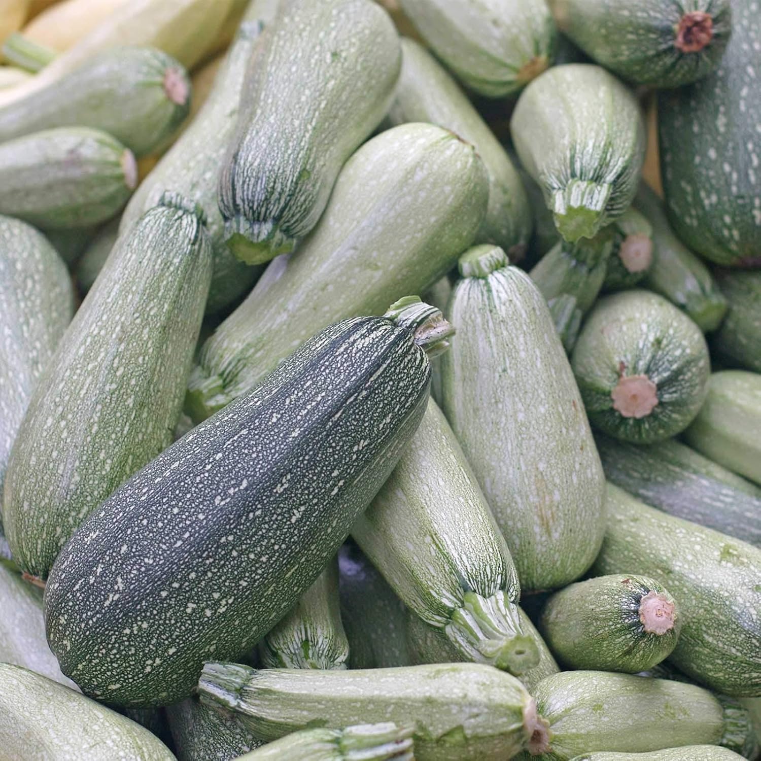 Grey Zucchini Squash Seeds - 1 LB ~2,800 Seeds - Heirloom, Open Pollinated, Non-GMO, Farm & Vegetable Gardening Seeds
