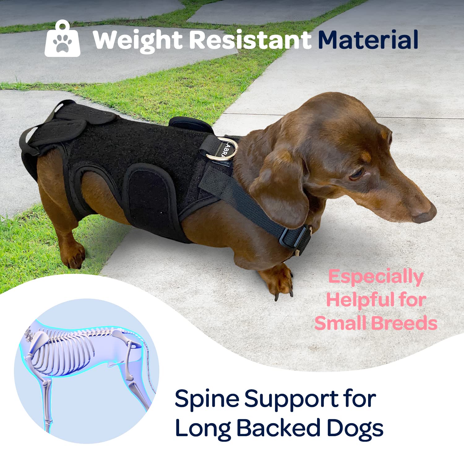 Mua Labra Dog Canine K9 Back Brace - IVDD Spine Pain & Spinal Injury ...
