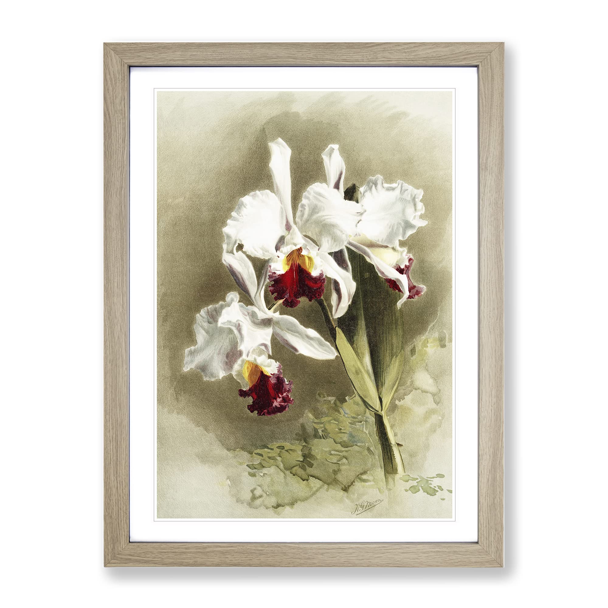 Magnolia Flowers Illustration Tab. 28 By Frederick Sander Vintage Framed Wall Art Print, Ready to Hang Picture for Living Room Bedroom Home Office Décor, Oak A4 (34 x 25 cm)