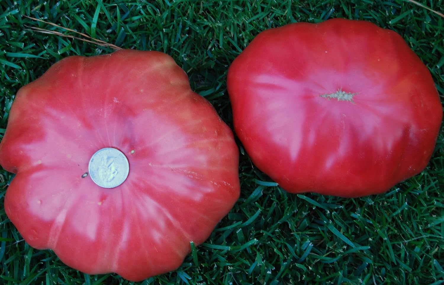 Omar's Lebanese Tomato Seeds Huge Heirloom Variety 30