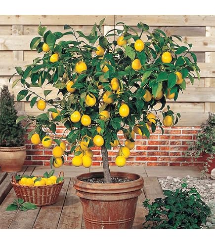 Live Eureka Lemon Tree - Citrus Limon 'Eureka' - 6 To 8 Inches Tall, Potted Plant