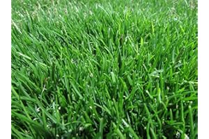 KVITER Emerald Zoysia (Zoysia Emerald) grass seeds-1/8 lb