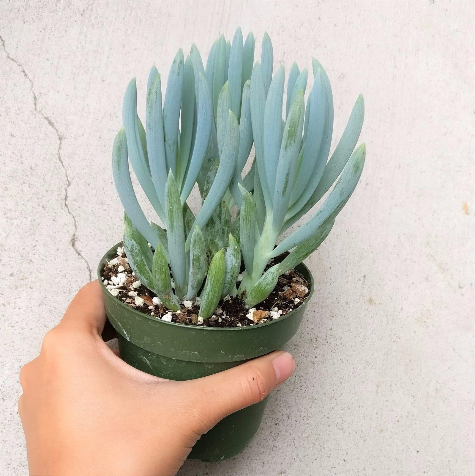 Blue Chalksticks Senecio Serpens Senecio mandraliscae (4'')