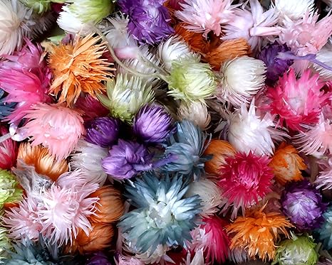 Amazon めぐみ工房 北海道ドライフラワー ハーバリウム ブリザード シルバーデイジー個ミックス ドライフラワー オンライン通販