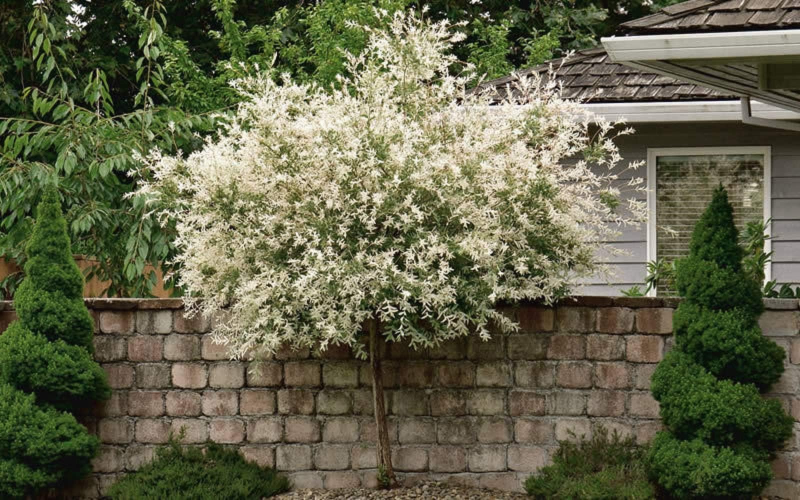 Japanese Dappled Nishiki Willow Shrub/Tree Quart Pot Plant N1
