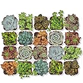 Altman Plants, Live Succulent Plants (20 Pack) Assorted Potted Succulents Plants Live House Plants in Cacti and Succulent Soil Mix, Cactus Plants Live Indoor Plants Live Houseplants in Planter Pots