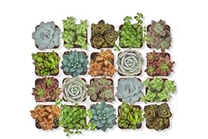 Altman Plants Assorted Succulents 2" 20 Pack, 20 Pack 20 Pack