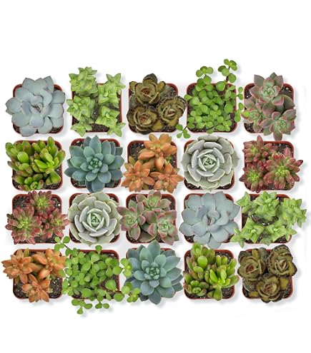 Amazon.com : Fat Plants San Diego Cactus Plants. Variety Package