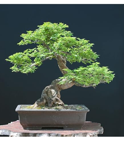 pencil cactus for sale Pencil Cactus: Euphorbia - 10" Pot
