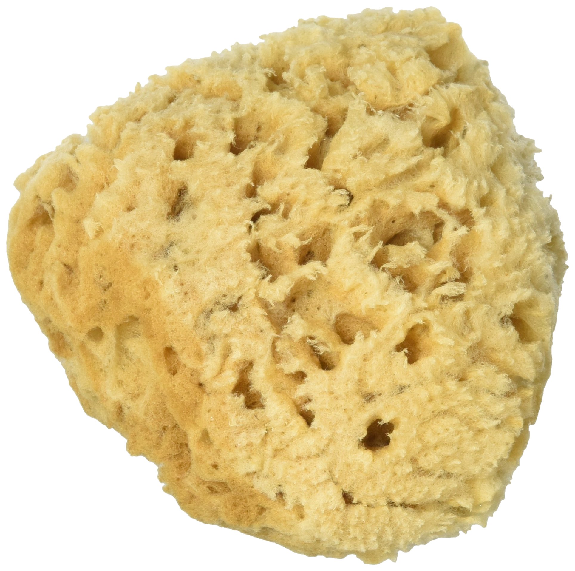 Foam Bath Sponge 2 COUNT Amazon Mỹ Fado.vn