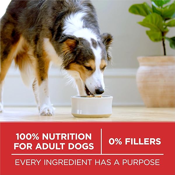 PURINA ONE DRY DOG FOOD LAMB AND RICE FORMULA – 8 LB. BAG