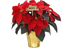 Plants & Blooms Shop SA5007MC Live Red Poinsettia Plant in Gold Pot Cover with Merry Christmas Pick, Live Plant, Elegant Holiday Décor or Gift, 6" Diameter, 14-16" Tall