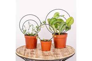 GOTRAYS Mirthdino Premium Hoya Trellis - Unique Metal Plant Support for Climbing Plants - Set of 3 Different Sizes - Ideal for Indoor and Potted Plants