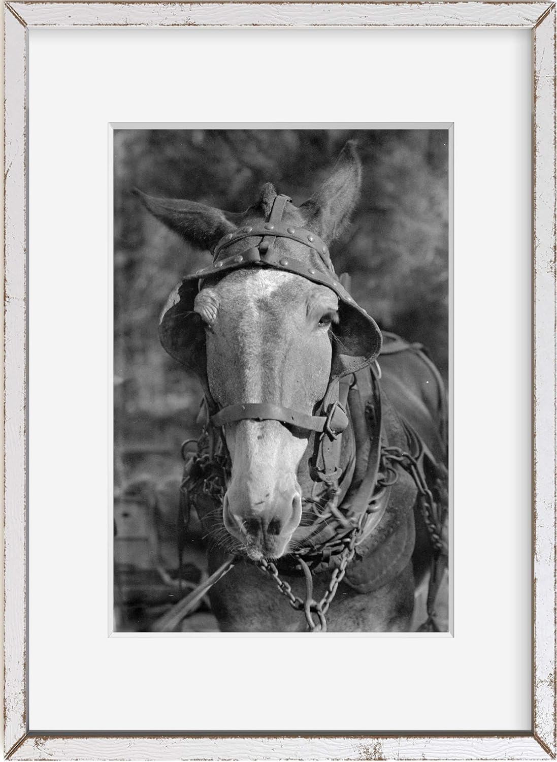 Photographs - INFINITE PHOTOGRAPHS Photo: Mule. Hale County, Alabama