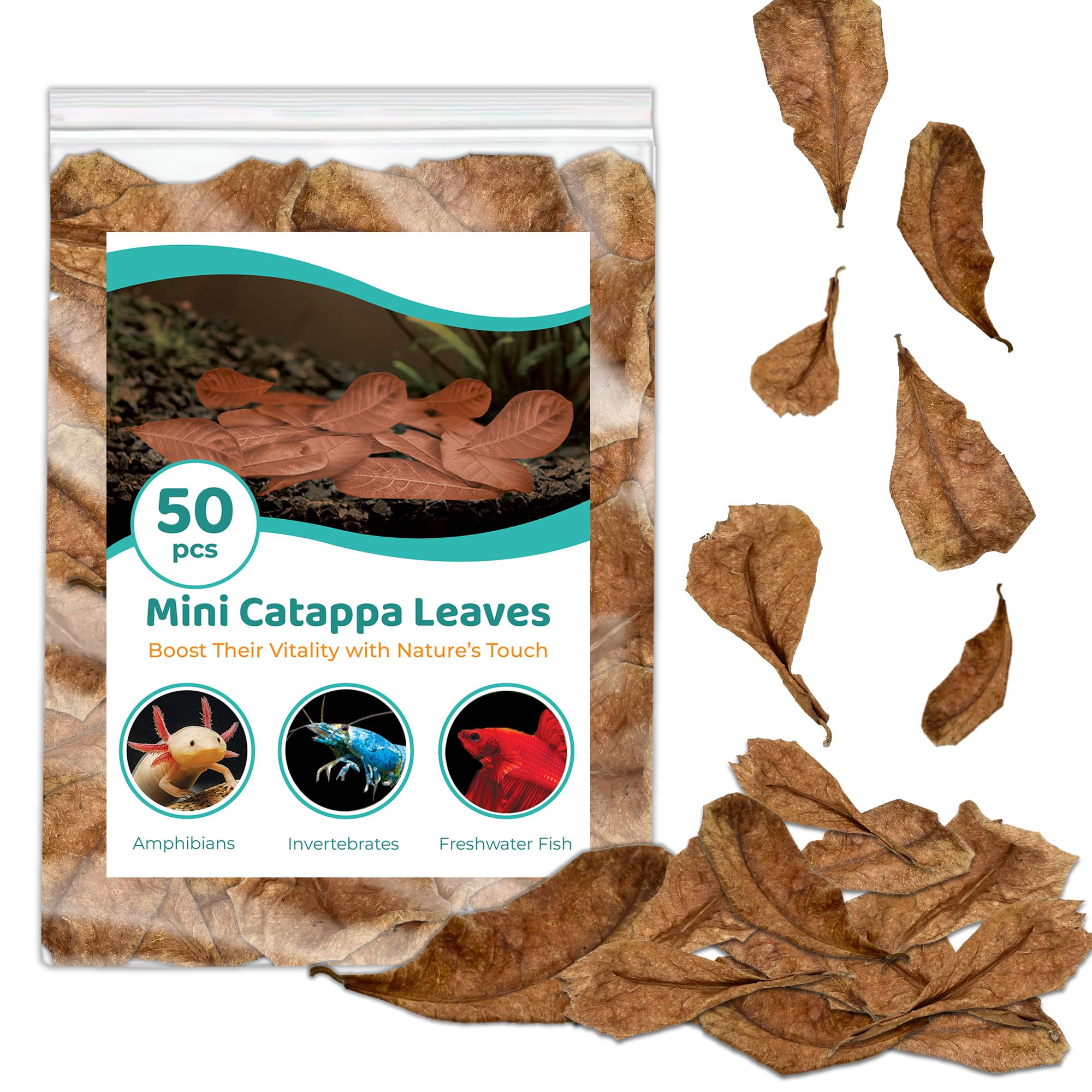 SunGrow Shrimp Indian Almond Catappa Leaves, Provide Shelter and Food in Fish Aquarium Tank, Additional Source, Perfect for Breeding and Hiding (Mini (2", 50 Leaves))