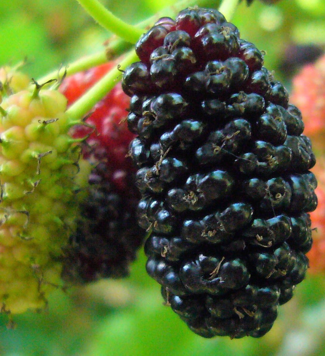 Mulberry шелковица